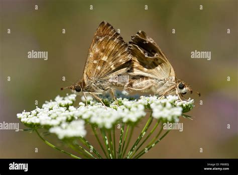 Kaasjeskruiddikkopje/Mallow skipper (Carcharodus alceae)